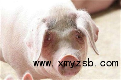 中国养猪网