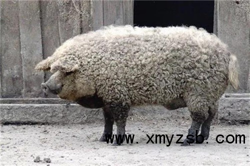 中國養(yǎng)豬網(wǎng)
