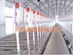 自动化养殖喂料线图3