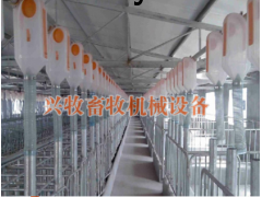 自动化养殖喂料线图2